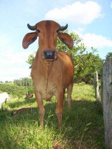 Vaca Gir