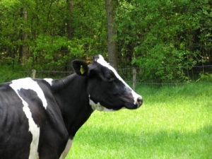 Vaca Holandesa