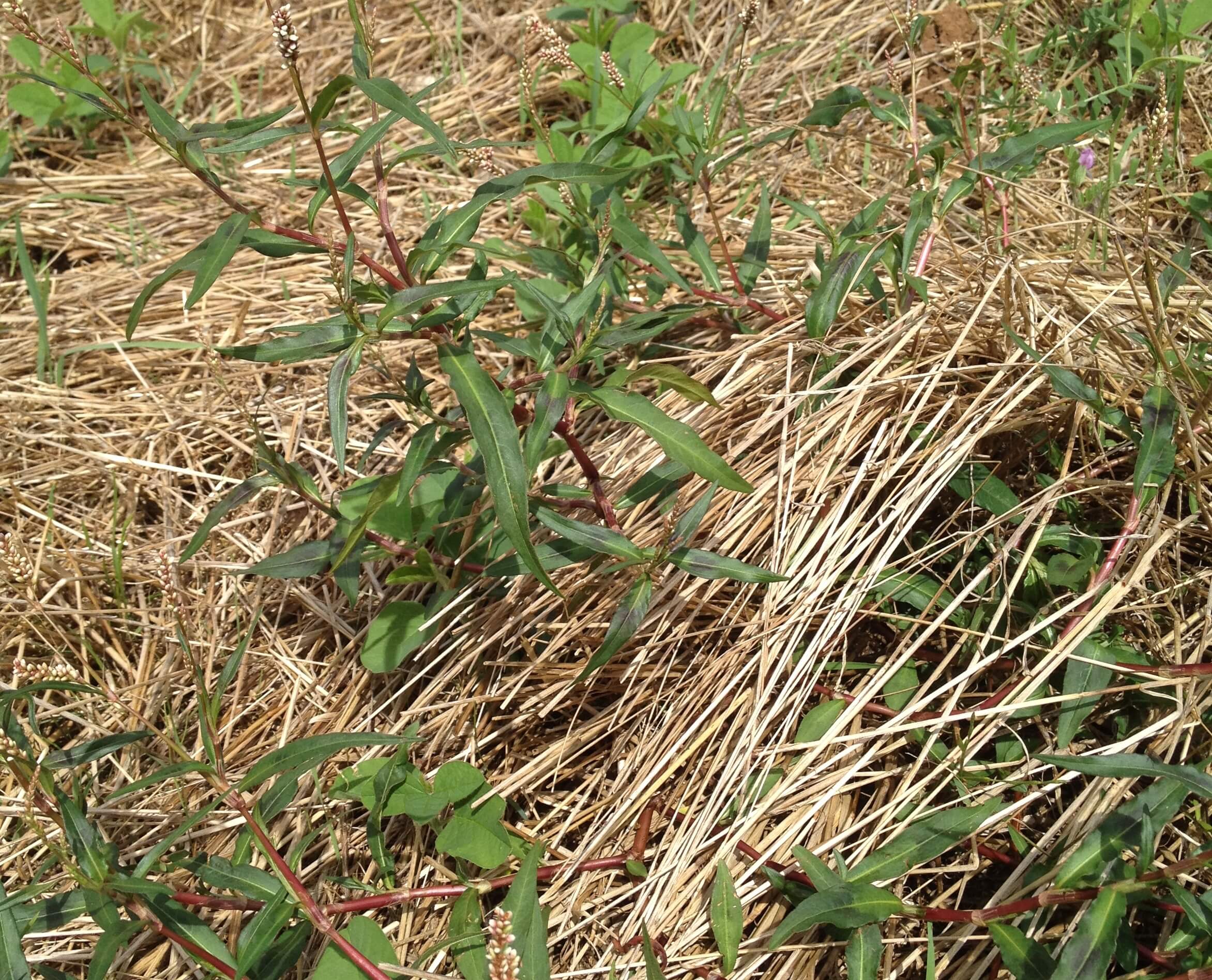 plantio-direto